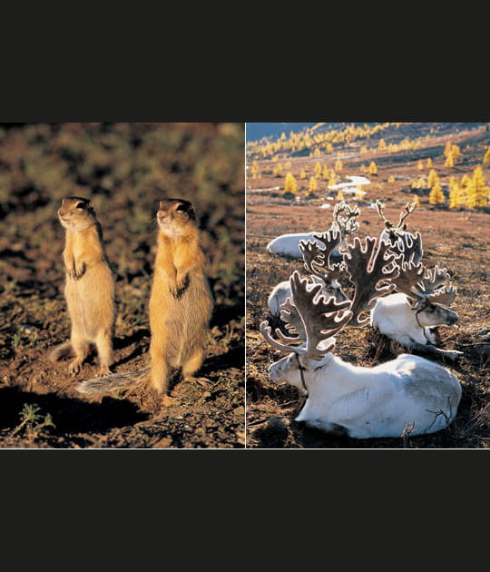 La faune de Mongolie
