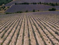 Les 100 lieux qu'il faut voir : La Provence, des Alpes au Luberon