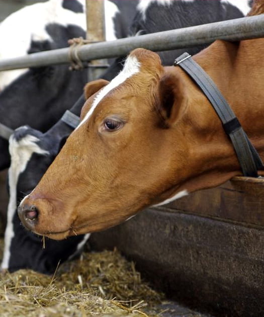 L&rsquo;anthrax, via le b&eacute;tail