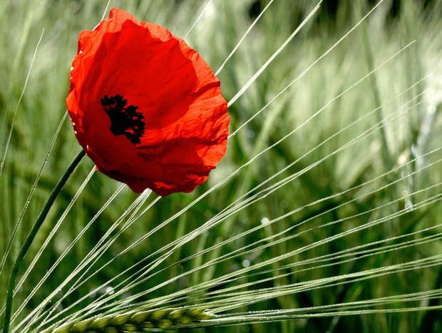 Coquelicot