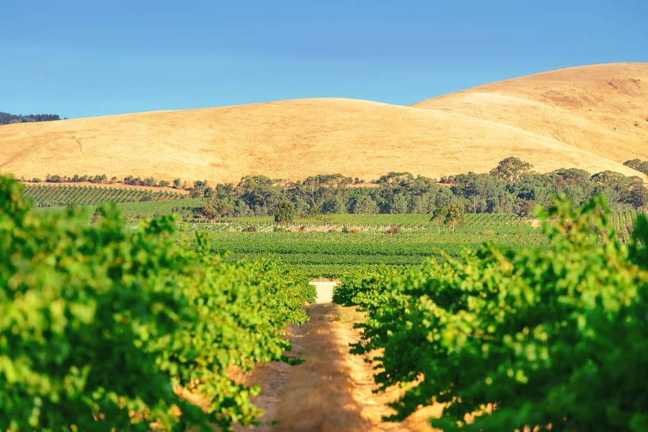 La vall&eacute;e de la Barossa