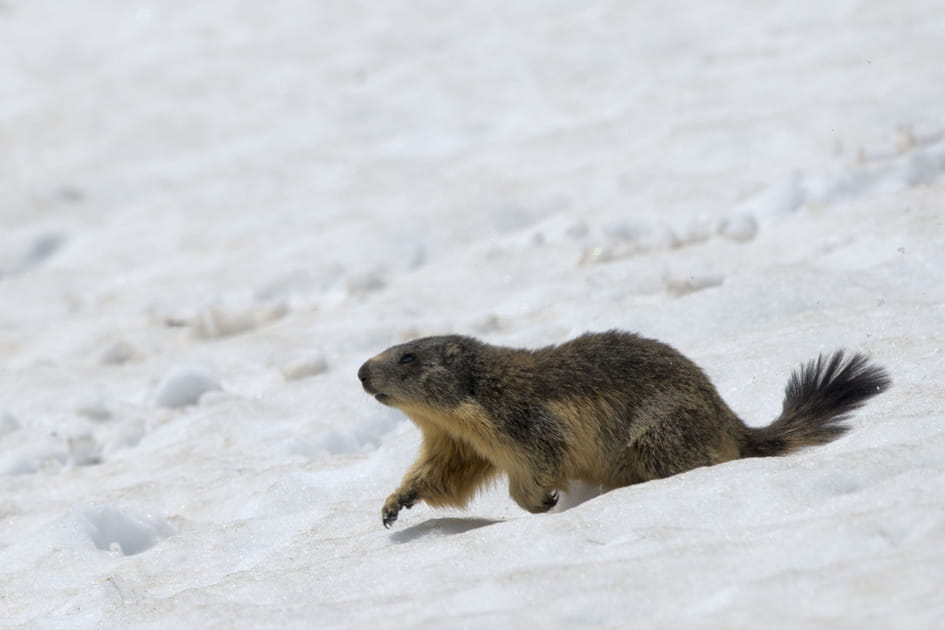 Le jour de la marmotte en Am&eacute;rique du Nord