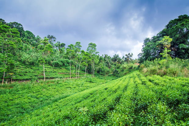 Réserve forestière de Sinharaja, Sri Lanka