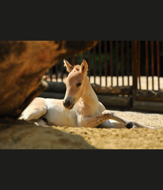 Pablo, petit cheval de Przewalski