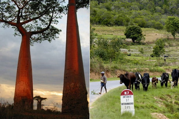 Les baobabs et la national 7