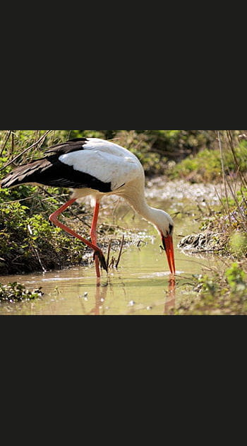 L'arriv&eacute;e de la cigogne