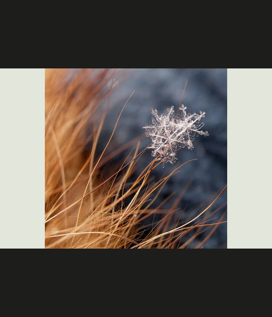 Flocons