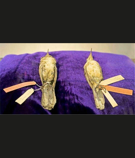 Les c&eacute;l&egrave;bres oiseaux-moqueurs de Darwin