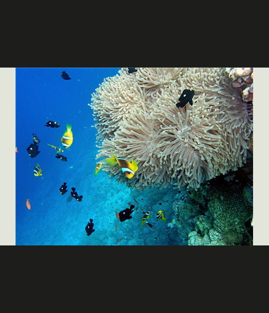 Clowns et an&eacute;mones