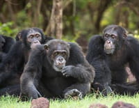 Chimpanzés, le combat des chefs