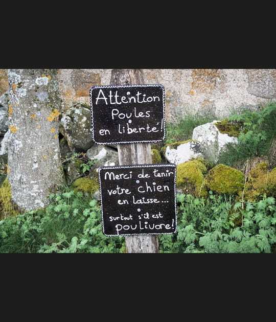 Poules en libert&eacute;