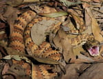 Incroyables serpents