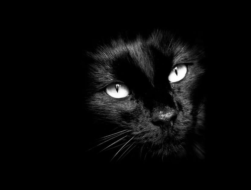 Chat noir