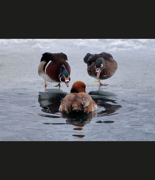 L'embrouille des canards