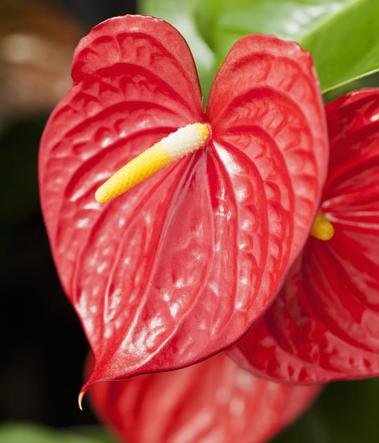 L'anthurium, la plante d&rsquo;int&eacute;rieur incontournable