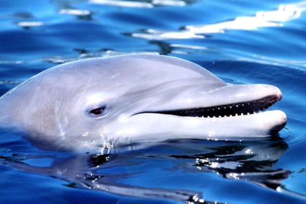 Des dauphins à Key Largo