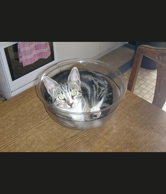 A l'aise comme un chat dans un bol