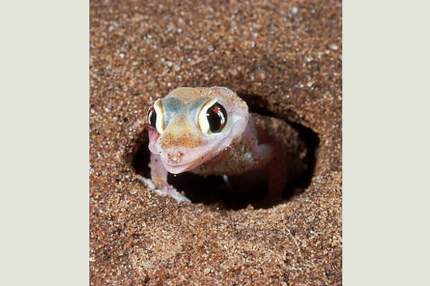 Palamato gecko