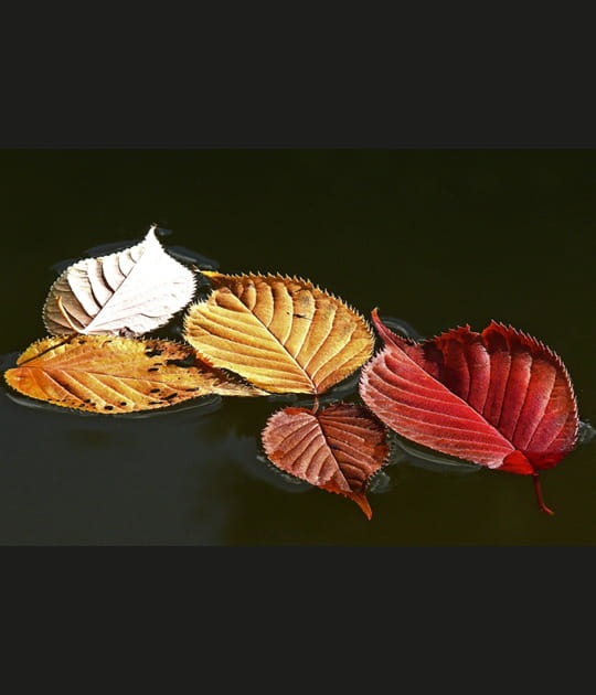 Feuilles pos&eacute;es sur l'eau