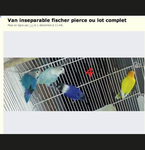 Ami de l'orthographe, bonsoir