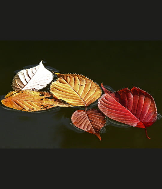 Les couleurs de l'automne