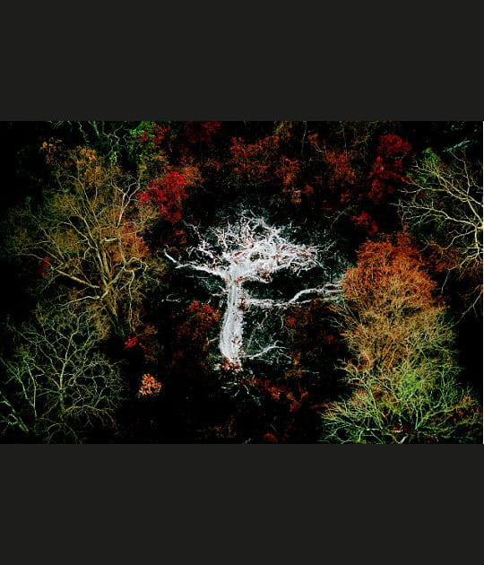 Des For&ecirc;ts et des Hommes
