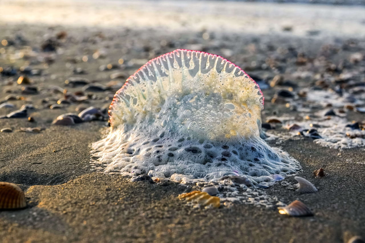 Des dizaines de plages fermées à cause des galères portugaises, une menace potentiellement mortelle