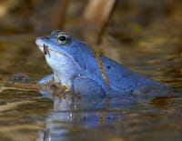 Le retour de la nature sauvage : Etats-Unis : la libération du fleuve Elwha