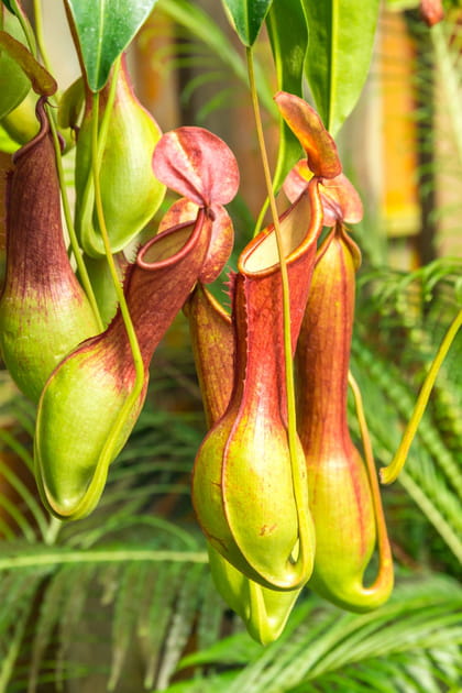 Le nepenthes