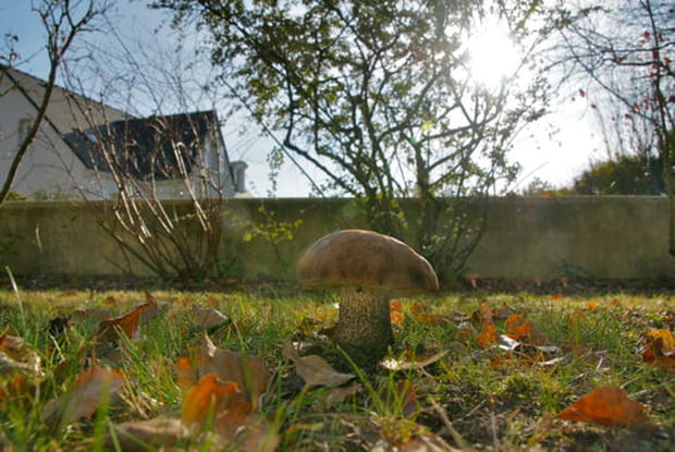 Dans le jardin