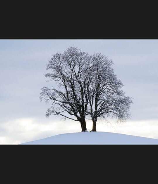 Arbre solitaire