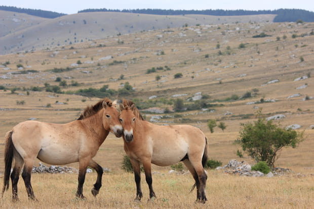 Les chevaux de Przewalski