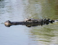 Le crocodile du Nil après l'eden