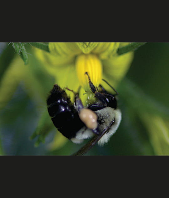 Le bourdon qui faisait vibrer les fleurs
