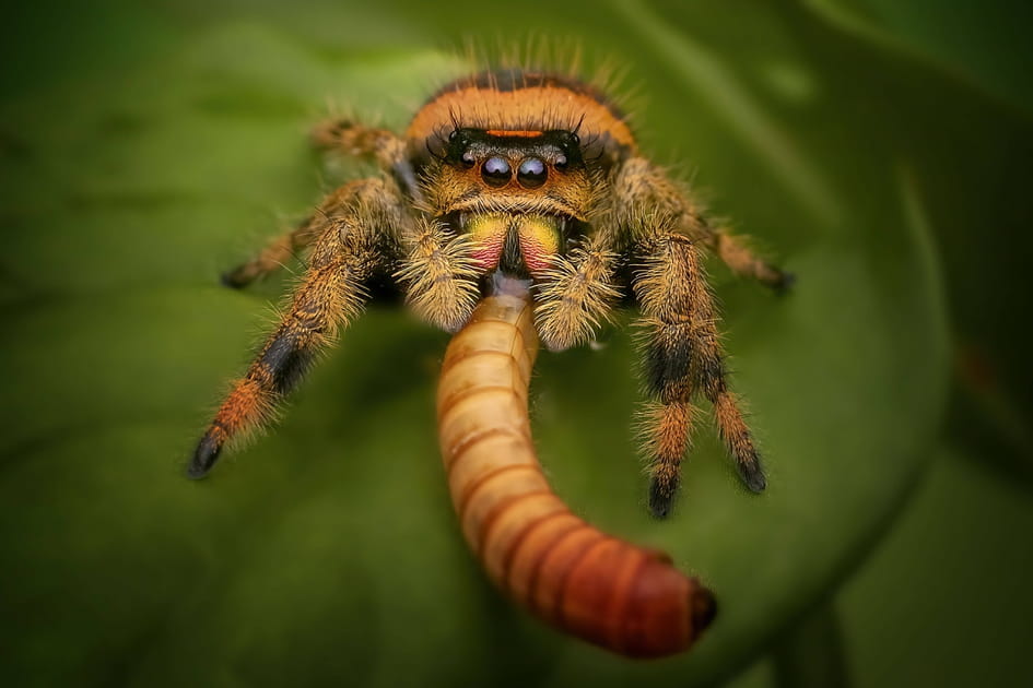 Une araign&eacute;e en plein casse-cro&ucirc;te&nbsp;!