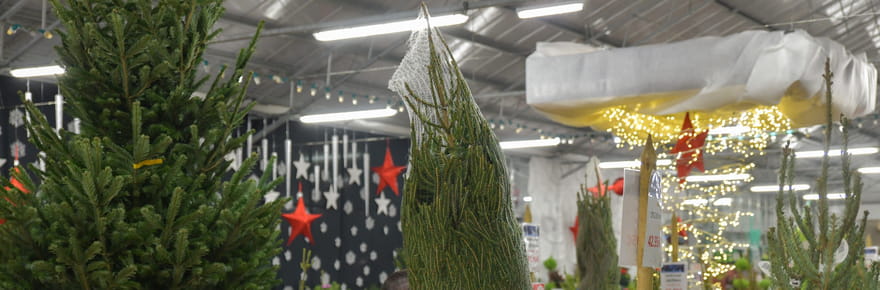Ni trop t&ocirc;t ni trop tard&nbsp;: quand acheter un vrai sapin pour qu'il tienne jusqu'au r&eacute;veillon&nbsp;?