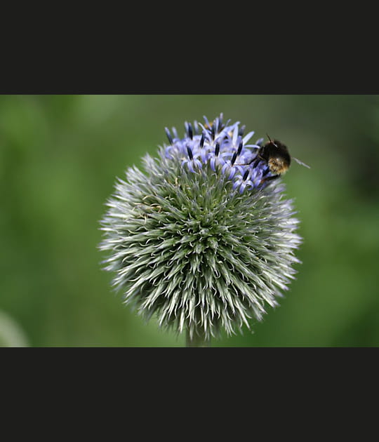Bourdon