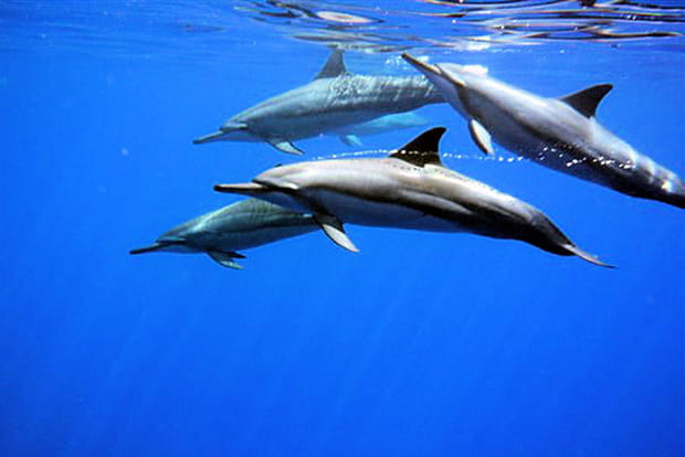 Dauphins à Maupiti