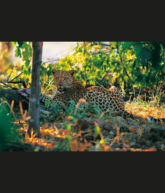 Un safari au Botswana