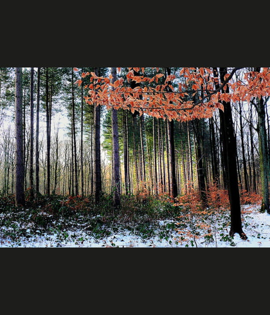 Lueur dans la for&ecirc;t