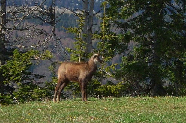 Dans le Jura, sur la Route des Sapins