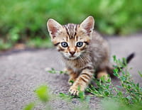 Les animaux du zoo : Boules de poils et gros chaton