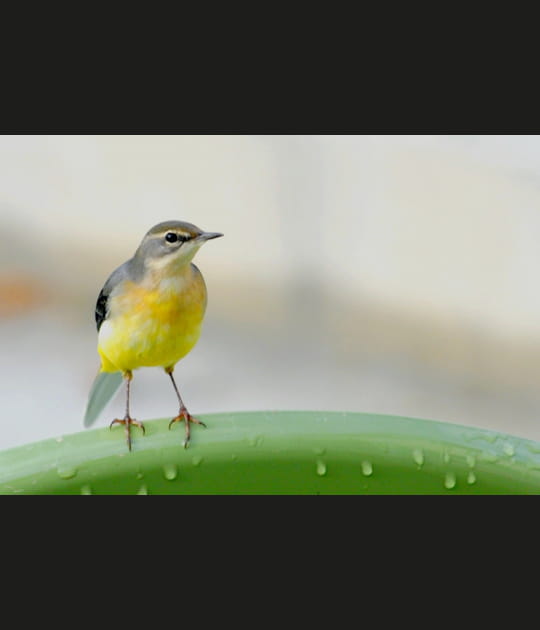 Oiseau chaise