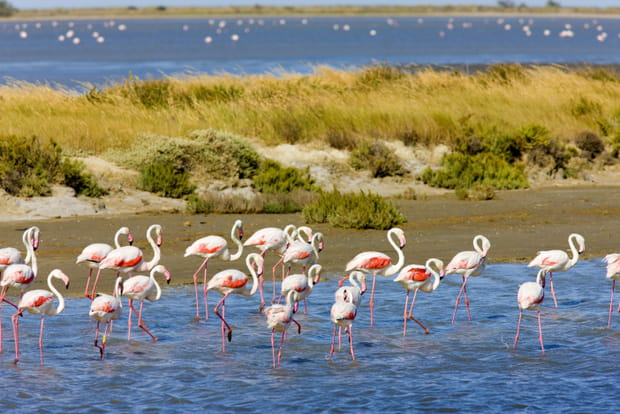 Le Parc naturel régional de Camargue