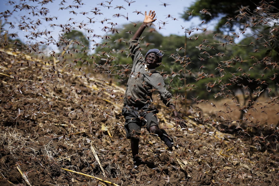 Invasion d'insectes sauteurs