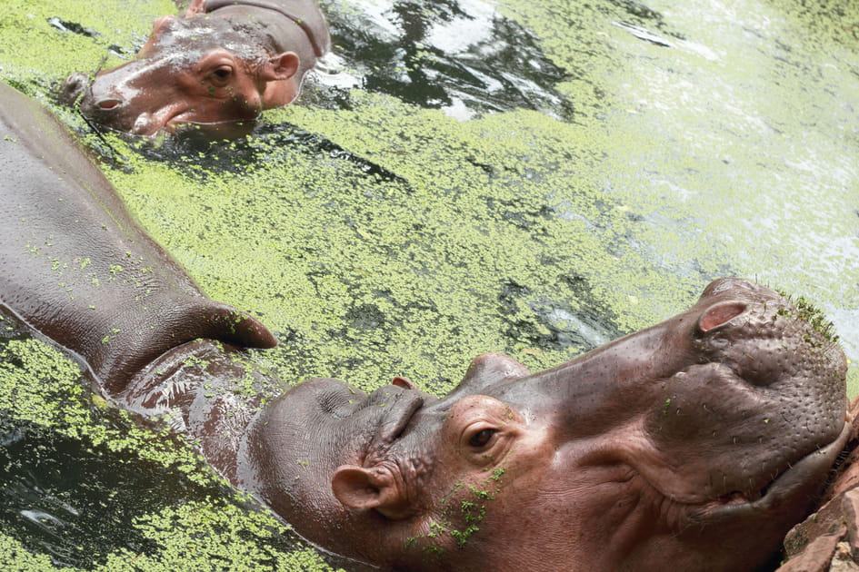 Les hippopotames en pleine nature