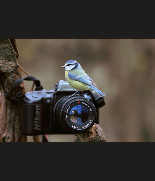 L'assistant photographe est un oiseau