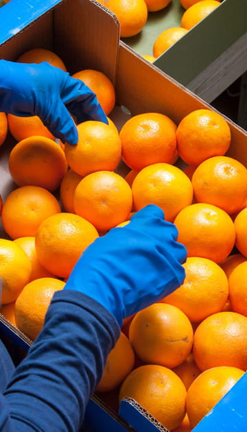 Acheter des fruits et l&eacute;gumes moins esth&eacute;tiques&nbsp;: une bonne id&eacute;e pour lutter contre le gaspillage alimentaire