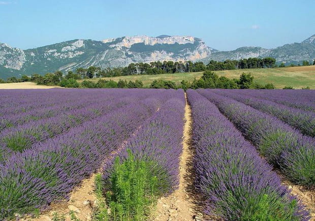 Les champs de lavande de Provence