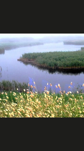 Au bord d'un &eacute;tang